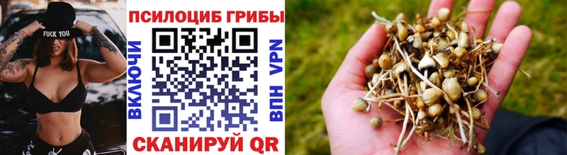 где найти Большой Камень Псилоцибиновые грибы прущие грибы